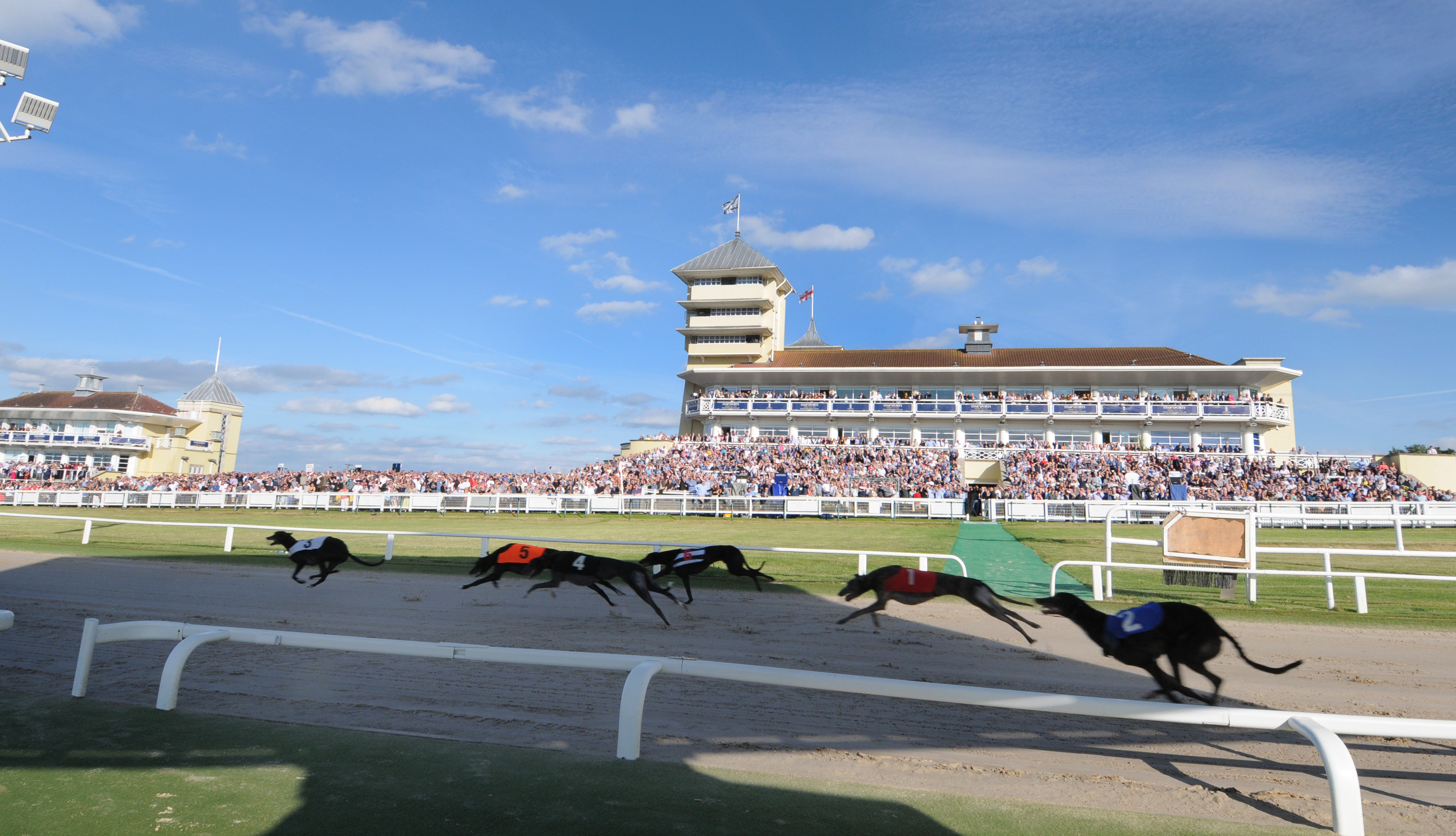 Track Info Greyhounds - knkuubo