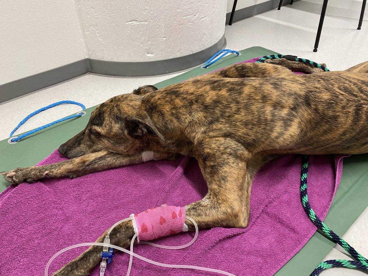 Downs and lows with dogs. Sintu needed to have her uterus removed