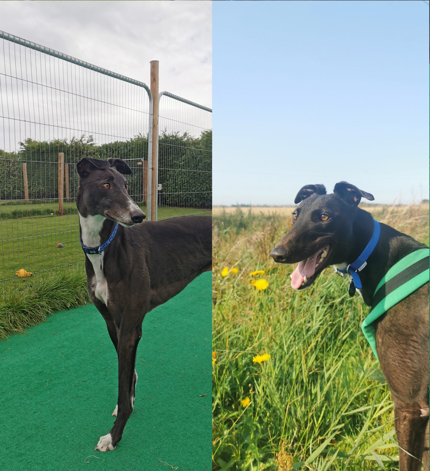A Homing Centre’s Blog: “The GRS is the best thing to have happened to ...