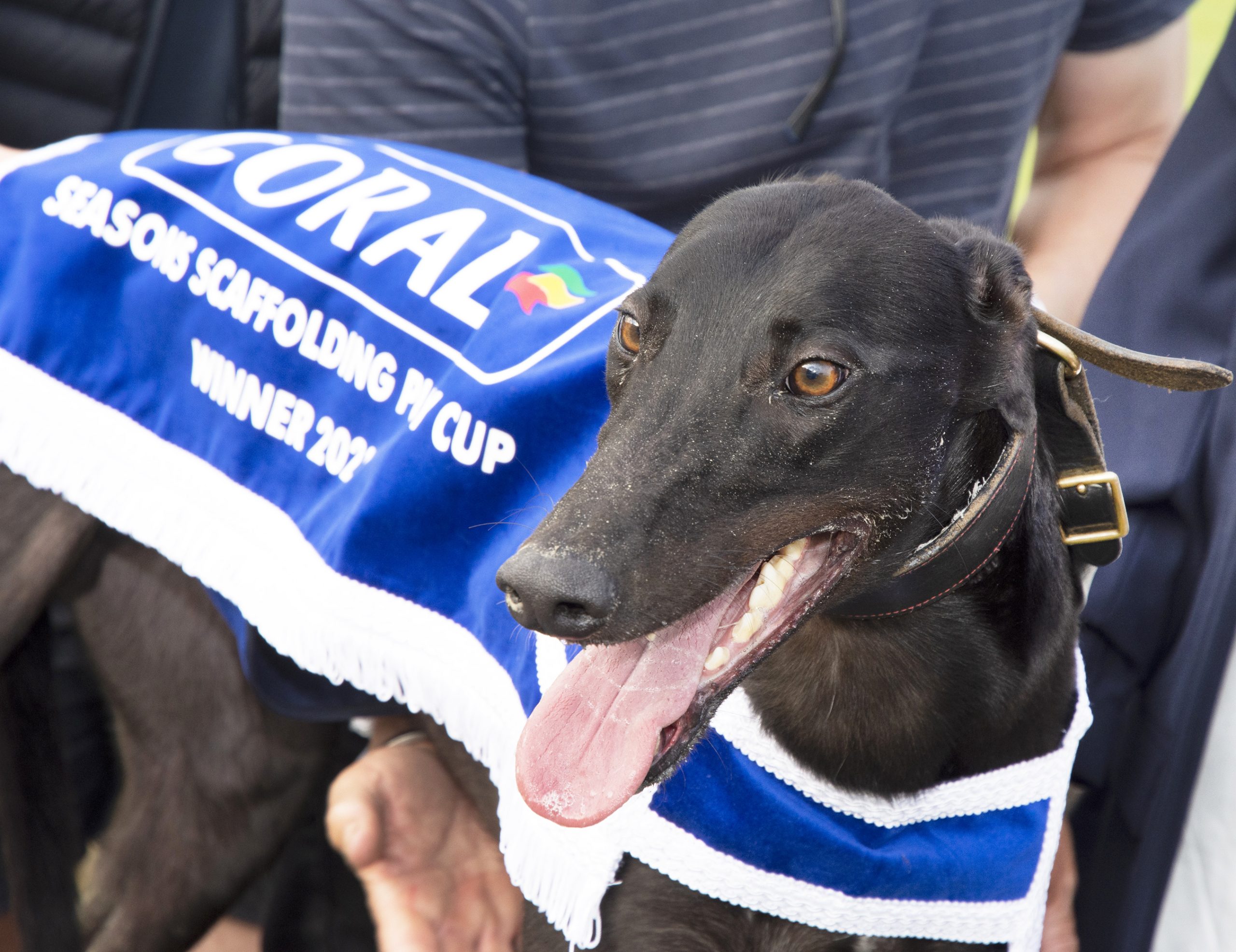 Arena Racing Company Puppy Classic Nottingham 500m £6,500