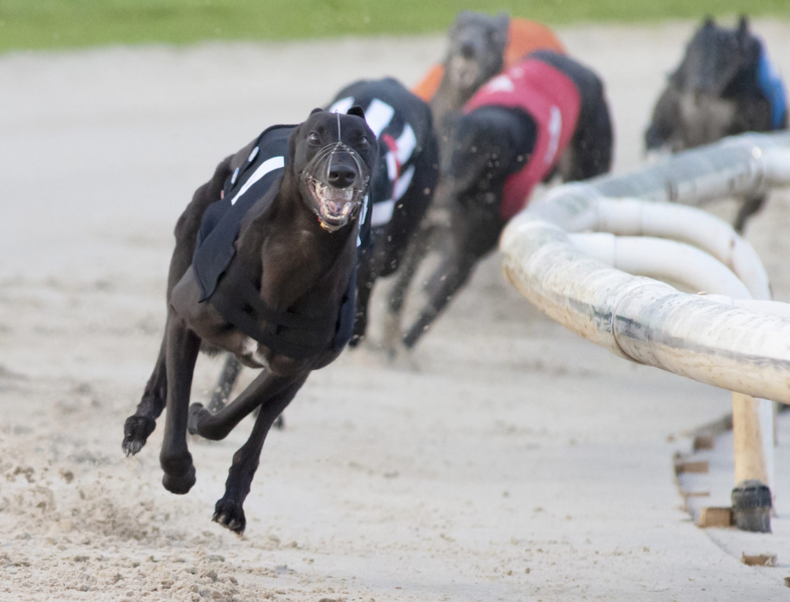 Ladbrokes Summer Stayers Classic 2021 Monmore Green 630m 7 500 ladbrokes-summer-stayers-classic-2021-monmore-green-630m-7-500