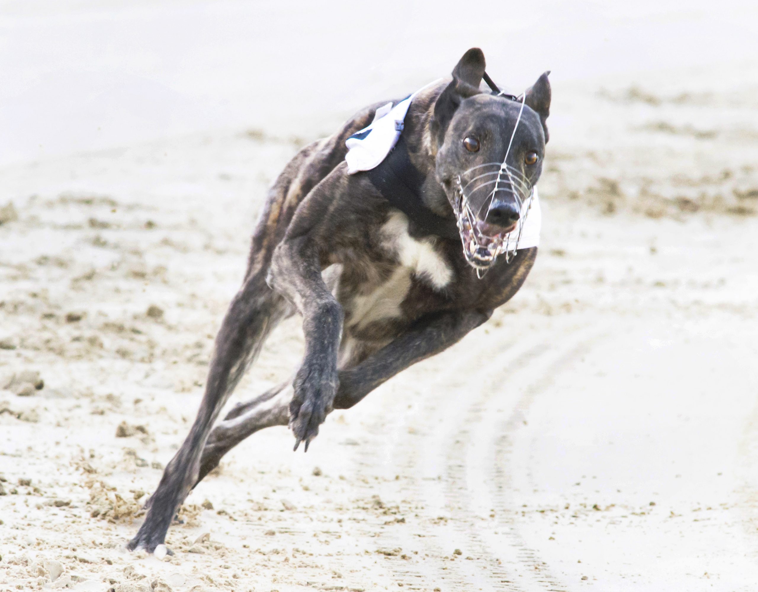 The 2022 Premier Greyhound Racing Golden Jacket Crayford 714m £