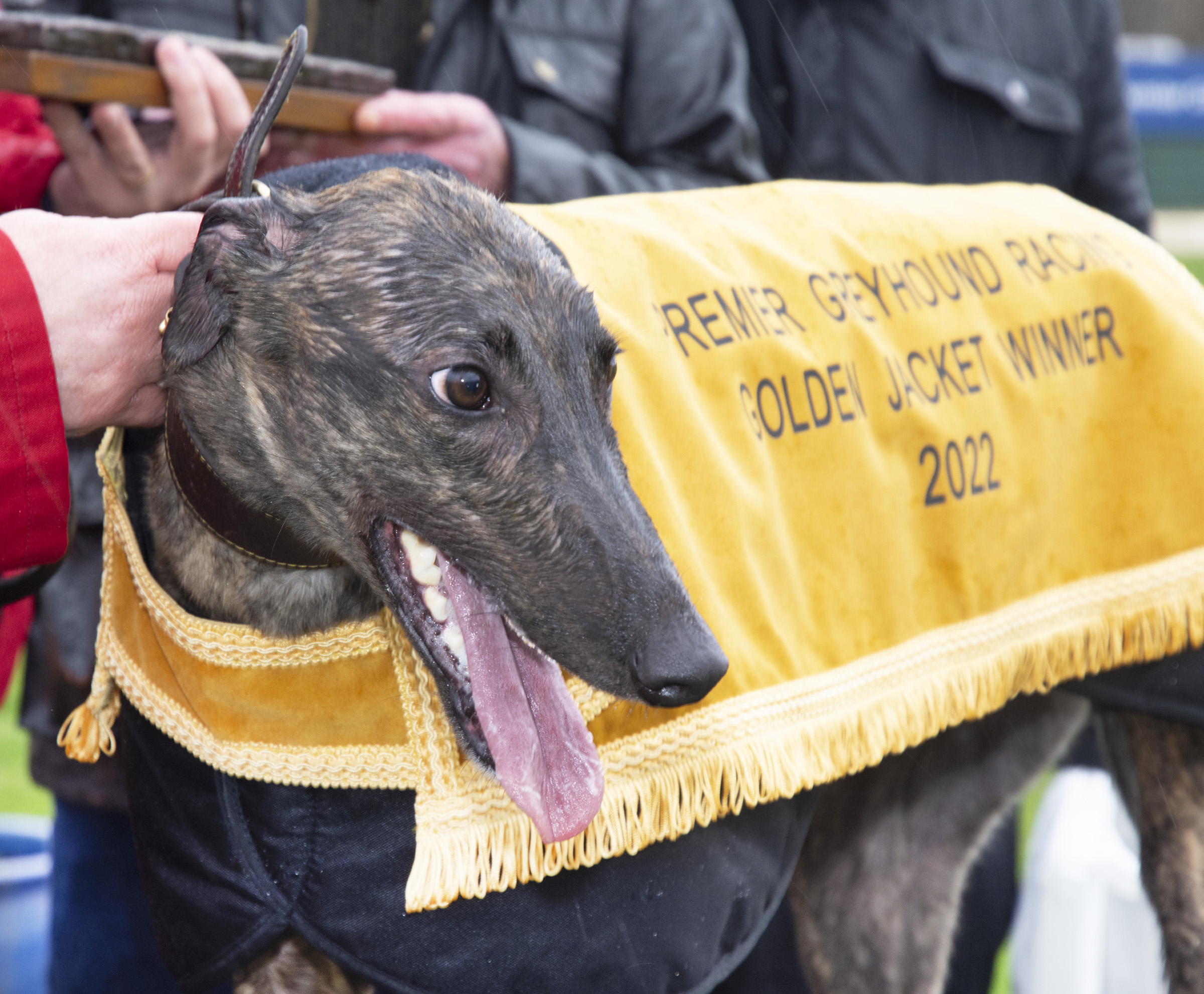The 2022 Premier Greyhound Racing Golden Jacket Crayford 714m £