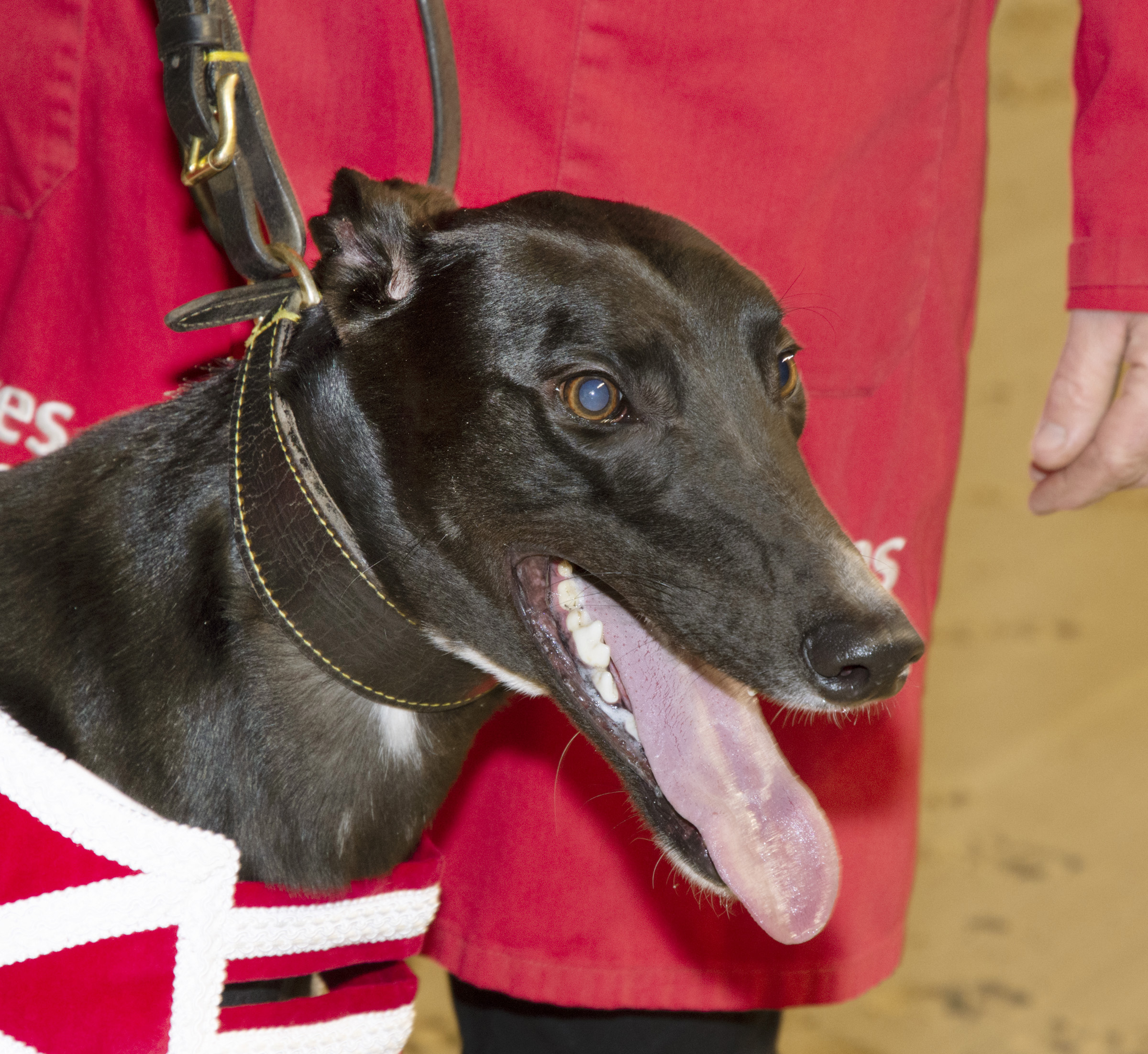 Premier Greyhound Racing Puppy Derby 2022 Monmore 480m £20,000