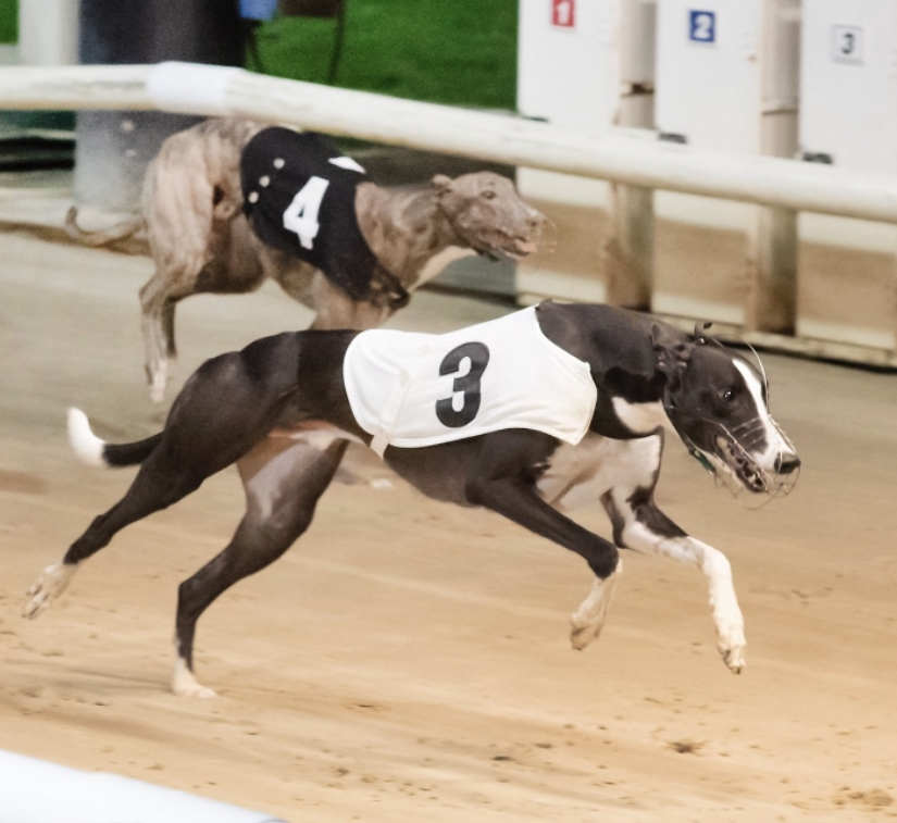 Richard Rees at the double in Premier Greyhound Racing Kent Derby