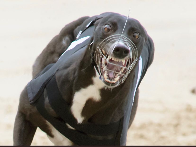 Mighty run from Minnie Bullet who goes fastest in heats of the Premier