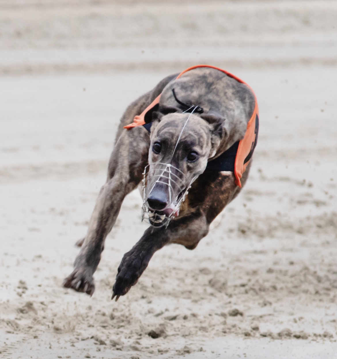 Can Bellmore Sally complete a historic double in next Saturday’s