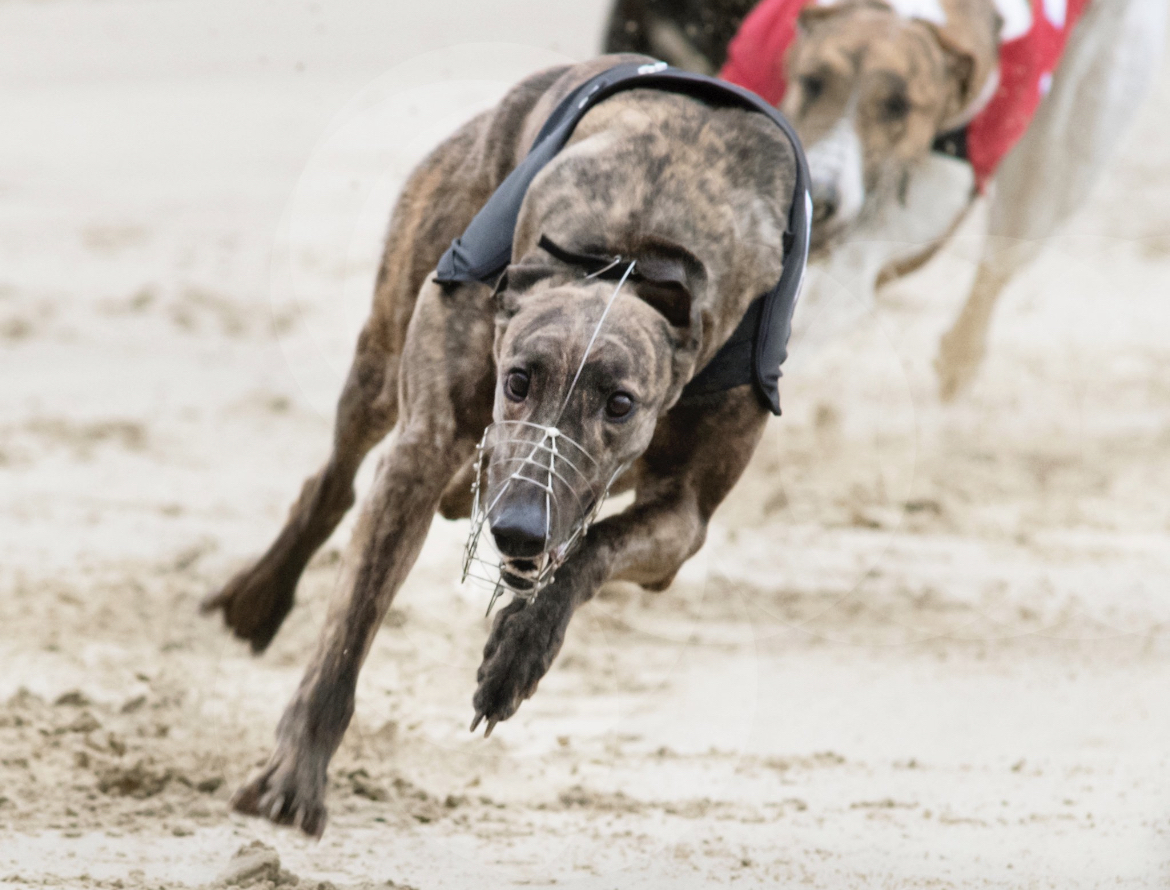 Bellmore Sally crowned RPGTV/GWA Greyhound of the Month after defending
